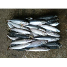 6-8 PCS/Kg Frozen Mackerel Fish